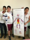 Centro Educacional Esplanada - Campo Grande - Zona Oeste - RJ - Sistema Cardiovascular e Sistema Digestório em 3D -801 e 803 - código foto:  8980